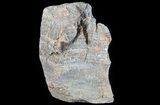 Polished, Asperia Stromatolite Section ( lbs) - Australia #64792-2
